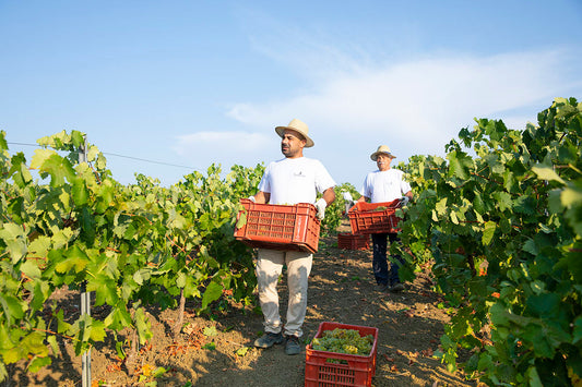 LA VENDEMMIA 2019 A MARSALA